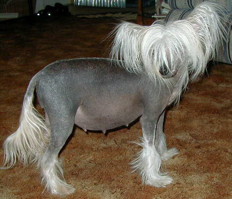 Dandee 8 weeks pregnant